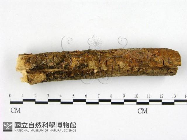 射脈菌屬藏品圖，第1張
