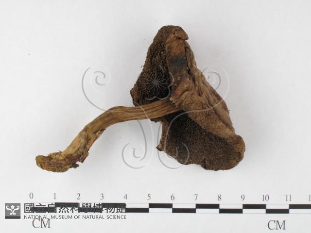 登錄號:F0026106藏品圖，第1張