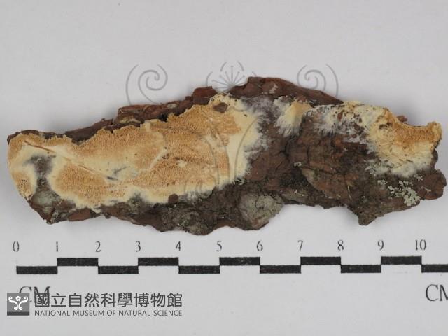 登錄號:F0031106藏品圖，第1張