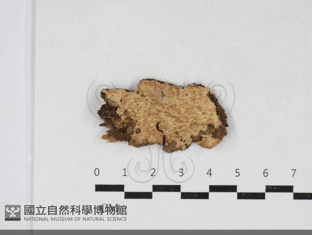 登錄號:F0034106藏品圖，第1張