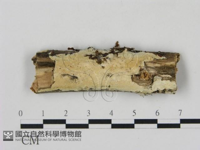 登錄號:F0012106藏品圖，第1張