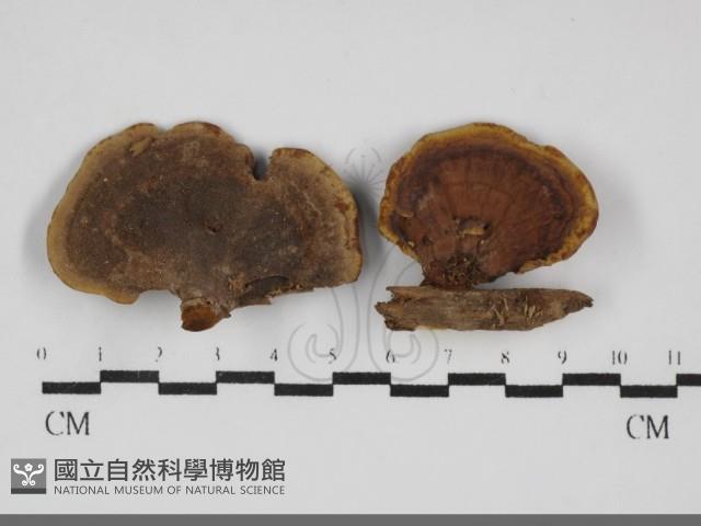 登錄號:F0032106藏品圖，第1張