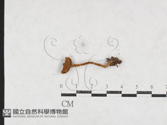 登錄號:F0027106藏品圖，第1張