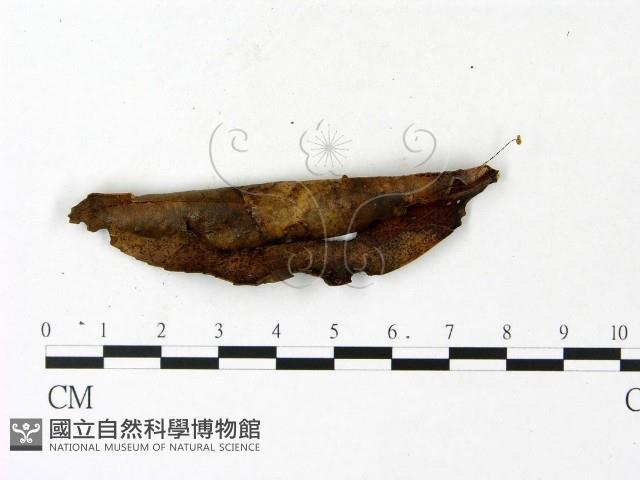 登錄號:F0023106藏品圖，第1張