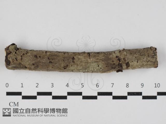 絲皮菌屬藏品圖，第1張