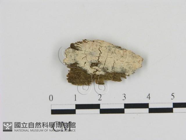 登錄號:F0020006藏品圖，第1張