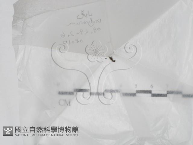 登錄號:F0022006藏品圖，第1張