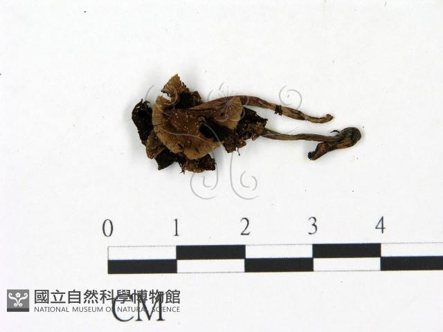 鬼傘屬藏品圖，第1張