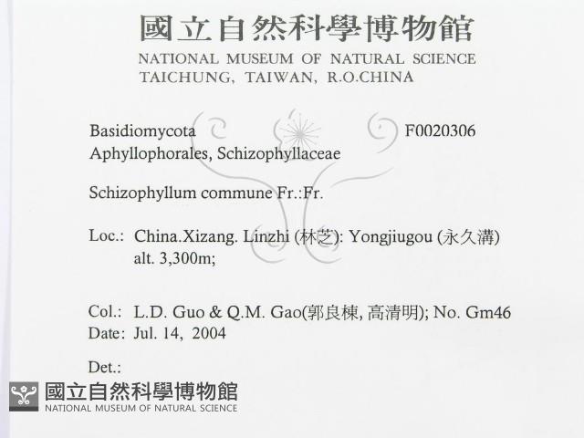 裂褶菌藏品圖，第3張