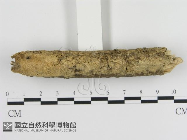 登錄號:F0010306藏品圖，第1張