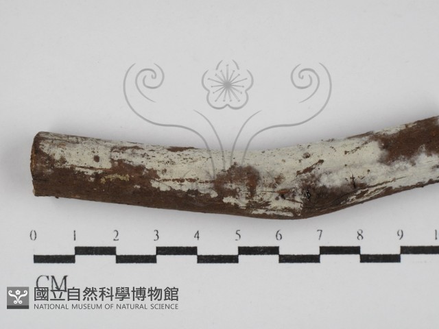 登錄號:F0030306藏品圖，第1張