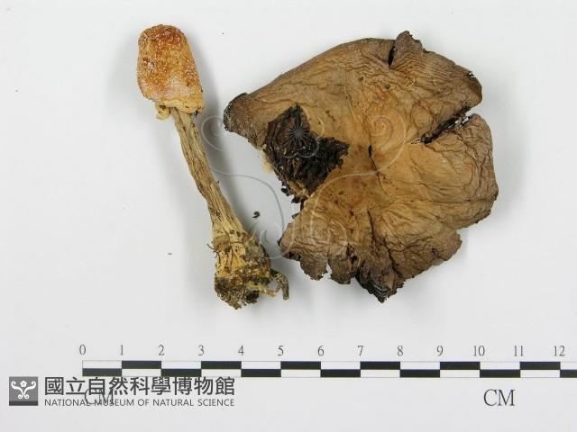 登錄號:F0016306藏品圖，第1張