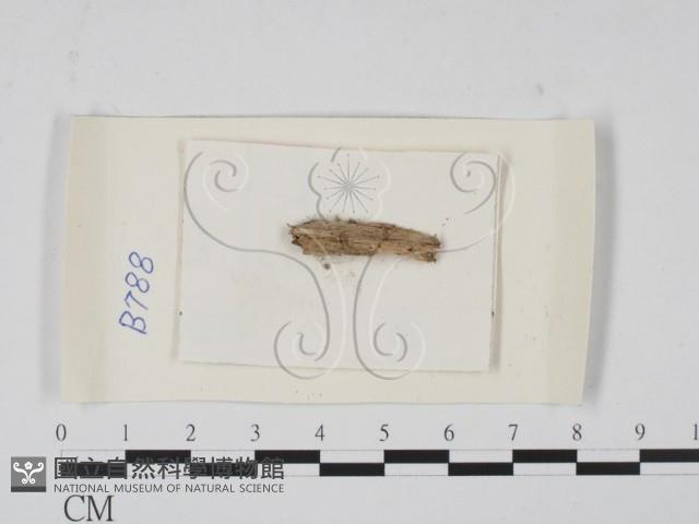 登錄號:F0021306藏品圖，第1張