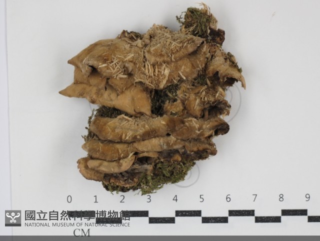 煙管菌藏品圖，第1張