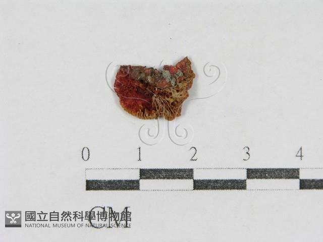 登錄號:F0002306藏品圖，第1張