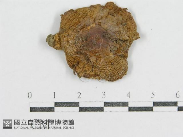登錄號:F0012306藏品圖，第1張