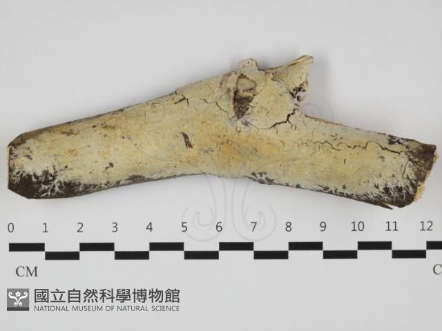 登錄號:F0032306藏品圖，第1張