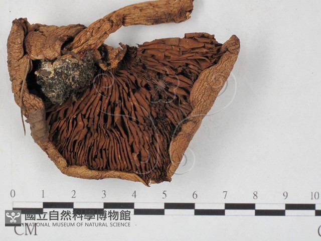 登錄號:F0027306藏品圖，第1張