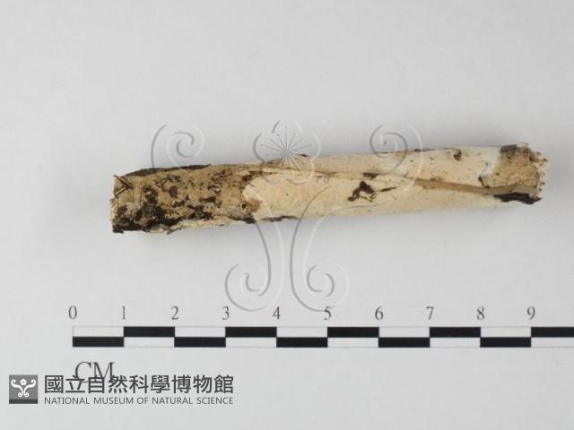 登錄號:F0025306藏品圖，第1張