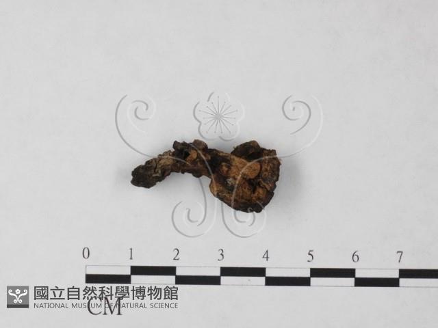 登錄號:F0023306藏品圖，第1張