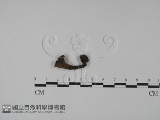 登錄號:F0013306藏品圖，第1張