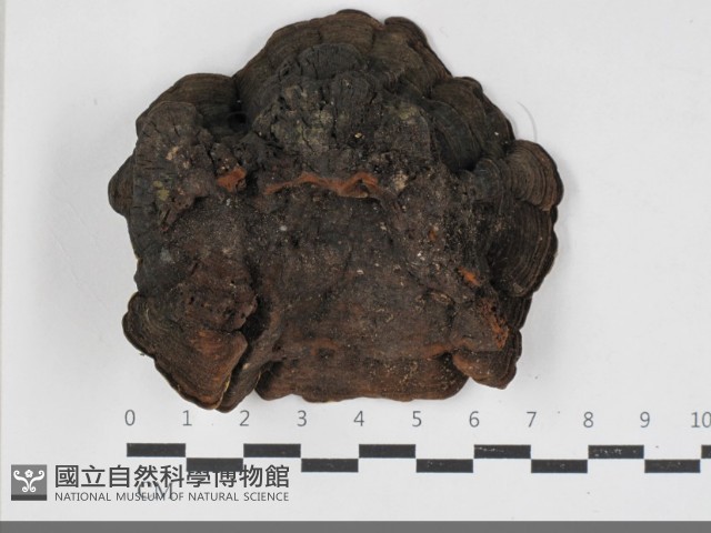 登錄號:F0033306藏品圖，第1張