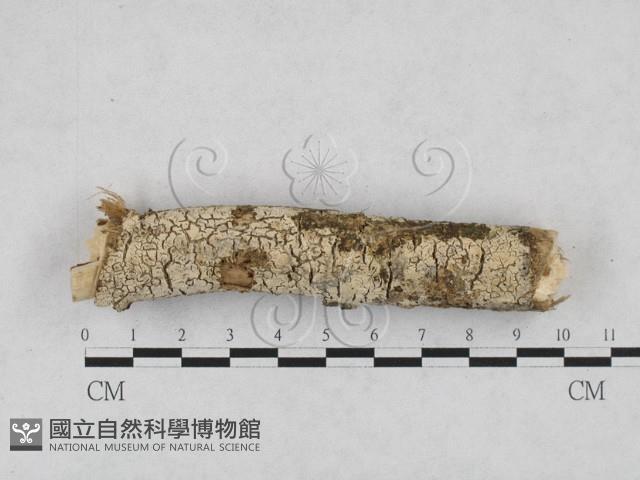 剛毛絲皮菌藏品圖，第1張