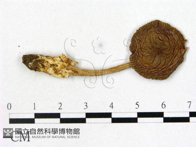 鵝膏屬藏品圖，第1張