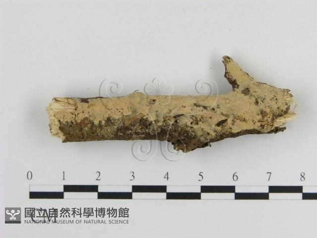 登錄號:F0010216藏品圖，第1張