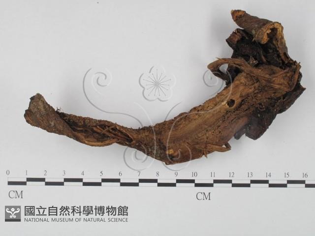 登錄號:F0016216藏品圖，第1張