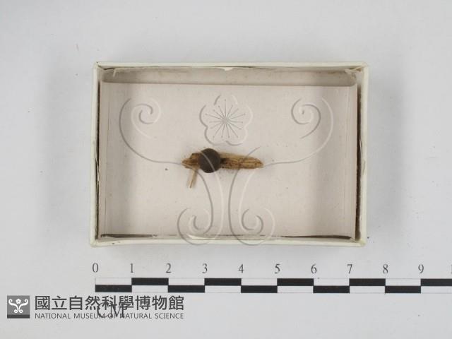 登錄號:F0021216藏品圖，第1張