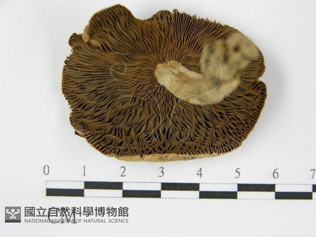 登錄號:F0011216藏品圖，第1張