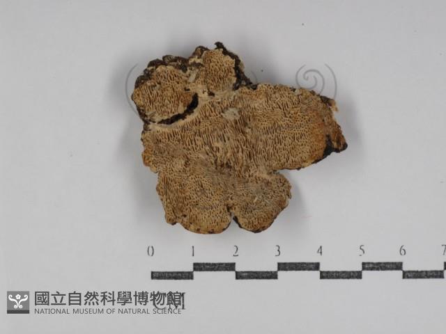 登錄號:F0031216藏品圖，第1張