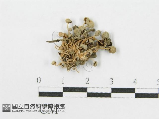 登錄號:F0014216藏品圖，第1張