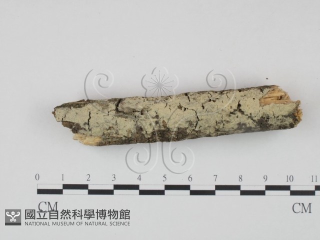 登錄號:F0022216藏品圖，第1張