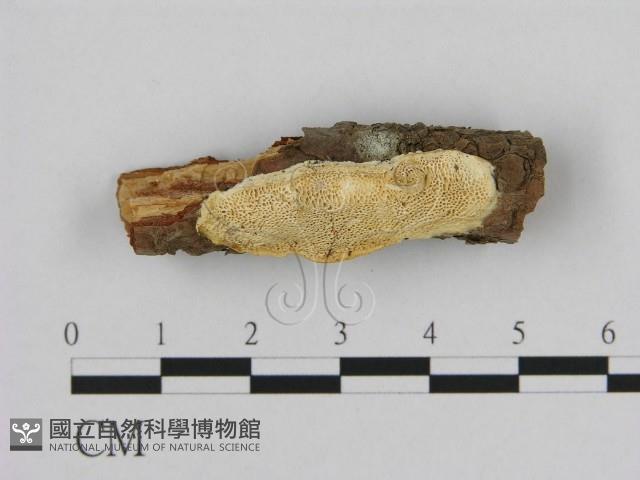 登錄號:F0012216藏品圖，第1張