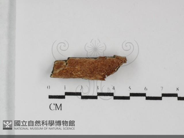 登錄號:F0032216藏品圖，第1張
