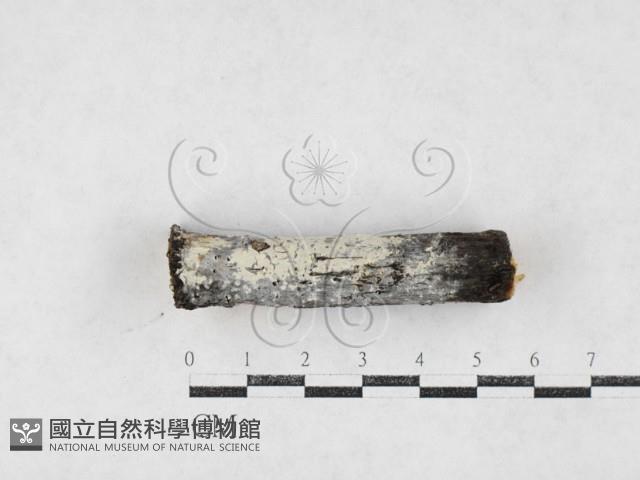 登錄號:F0027216藏品圖，第1張