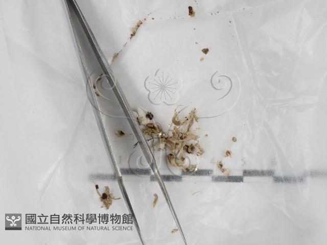 登錄號:F0023216藏品圖，第1張