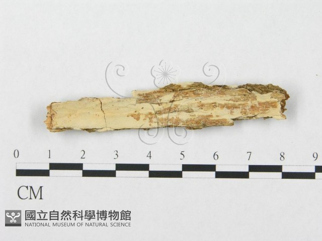 登錄號:F0003216藏品圖，第1張