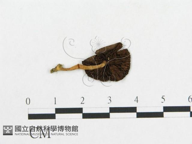 登錄號:F0013216藏品圖，第1張