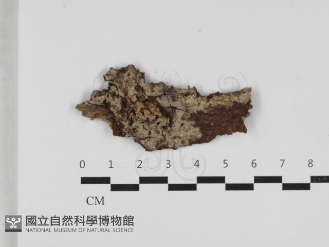 刺皮菌屬藏品圖，第1張