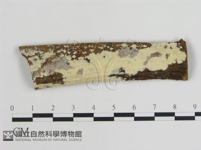 登錄號:F0008816藏品圖，第1張