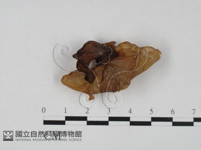 木耳屬藏品圖，第1張
