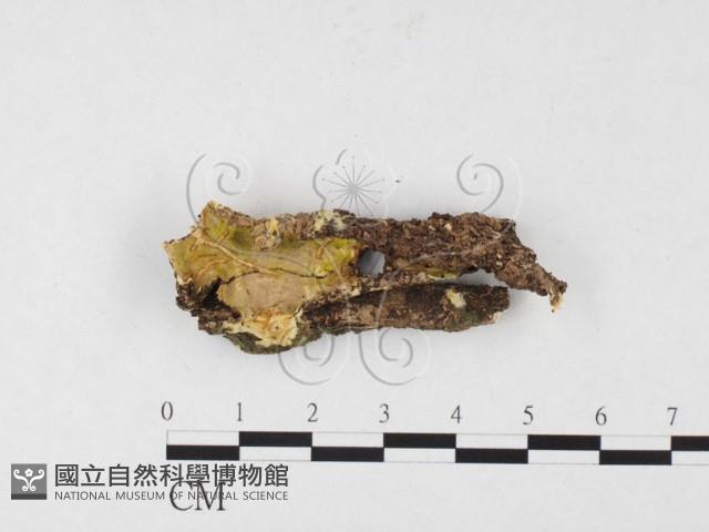 射脈菌屬藏品圖，第1張