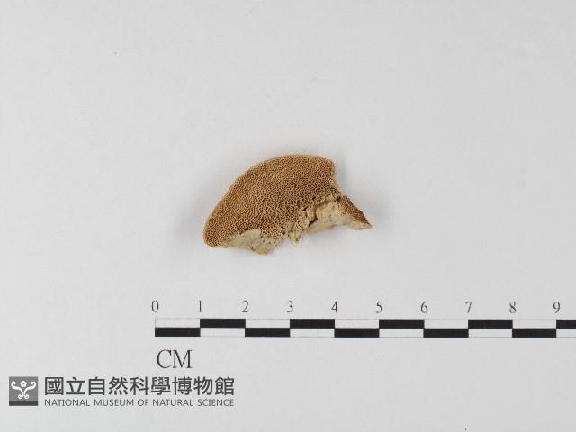 登錄號:F0006816藏品圖，第1張