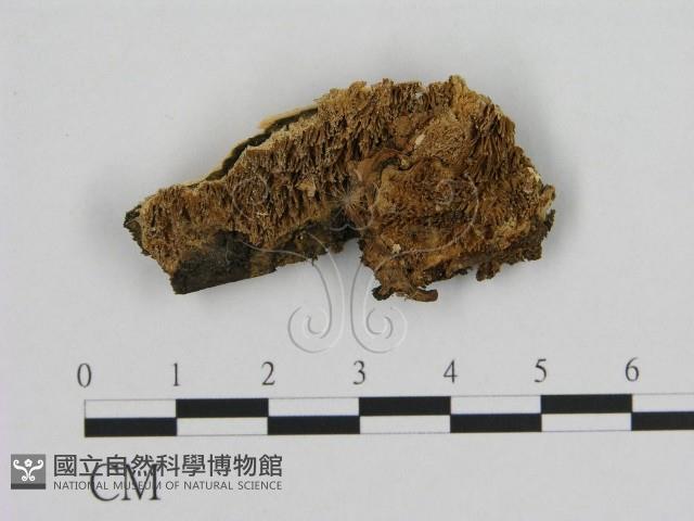 登錄號:F0016816藏品圖，第1張