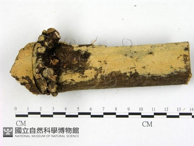登錄號:F0021816藏品圖，第1張