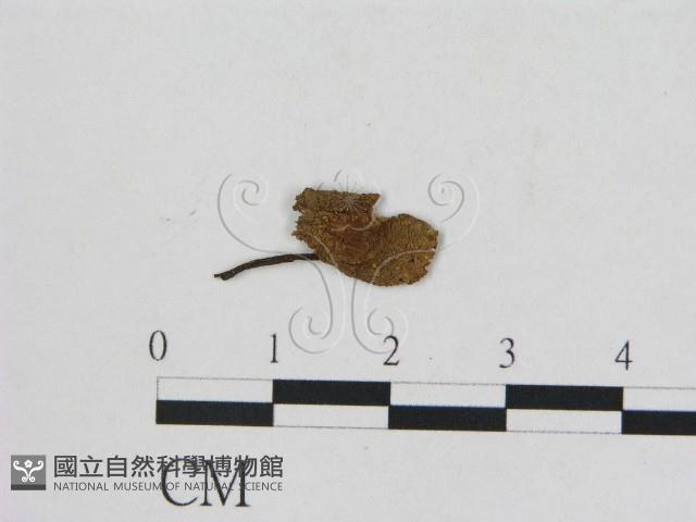 小菇屬藏品圖，第1張