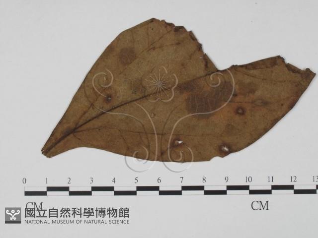 登錄號:F0011816藏品圖，第1張